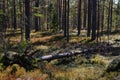 Finnish forest with fallen tree in autumn