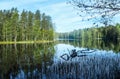 Lake in the finnish forest in summer