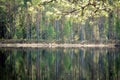 Finnish forest and lake in the sun Royalty Free Stock Photo