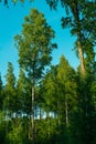 Finnish forest Royalty Free Stock Photo
