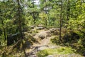 Finnish Forest Royalty Free Stock Photo