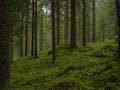 A Finnish forest Royalty Free Stock Photo