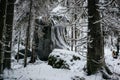 Finnish forest in Winter