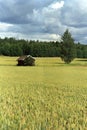 Finnish grain field Royalty Free Stock Photo