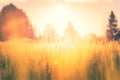 Finnish grain field at sunset. Sotkamo, Finland. Royalty Free Stock Photo