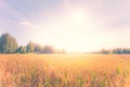 Finnish grain field at sunset. Sotkamo, Finland. Royalty Free Stock Photo