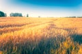 Finnish grain field at sunset. Sotkamo, Finland. Royalty Free Stock Photo