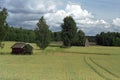 Finnish grain fields Royalty Free Stock Photo