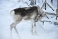 In Finnish Lapland, everywhere is covered with snow, baby deer are looking for food