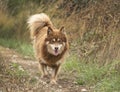 Finnish Lapphund in nature