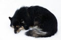 Finnish Lapphund sleeping on snow Royalty Free Stock Photo