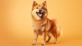 Finnish Spitz Royalty Free Stock Photo
