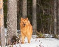 Finnish Spitz standing in a boreal forest on a sunny winter day