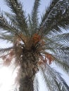 Finnish tree with fruits. Date palm. Bunny fruits.