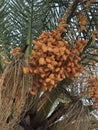 Finnish tree with fruits. Date palm. Bunny fruits.