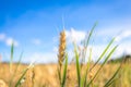 Finnish wheat field from Kajaani, Finland Royalty Free Stock Photo