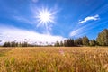 Finnish wheat field from Kajaani, Finland Royalty Free Stock Photo