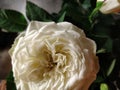 Finnish White Rose Royalty Free Stock Photo