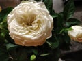 Finnish White Rose Royalty Free Stock Photo