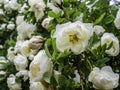 The Finnish White Rose, Midsummer rose, an old heritage cultivar of Finland Royalty Free Stock Photo