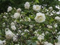 The Finnish White Rose, Midsummer rose, an old heritage cultivar of Finland Royalty Free Stock Photo