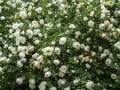 The Finnish White Rose, Midsummer rose, an old heritage cultivar of Finland Royalty Free Stock Photo