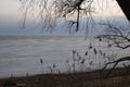 Finnish winter Bay on the background of a tree.