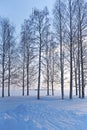 A Finnish Winter Forest in Shades of Snow Royalty Free Stock Photo