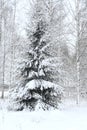 A Finnish Winter Forest in Shades of Snow Royalty Free Stock Photo