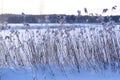 A Finnish Winter Lake Landscape in Shades of Snow Royalty Free Stock Photo