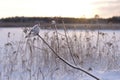 A Finnish Winter Lake Landscape in Shades of Snow Royalty Free Stock Photo