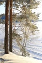 A Finnish Winter Lake Landscape in Shades of Snow Royalty Free Stock Photo