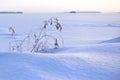 A Finnish Winter Wonderland in Shades of Snow Royalty Free Stock Photo