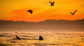 Fins of a white shark and Seagulls Royalty Free Stock Photo