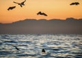 Fins of a white shark and Seagulls eat oddments from prey of a Great white shark