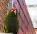 Finsch`s conure, a green tropical parrot from the forest of America