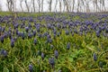 Fiolet muscari in the spring garden.