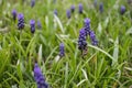 Fiolet muscari in the spring garden.