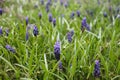 Fiolet muscari in the spring garden.