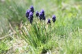 Fiolet muscari in garden