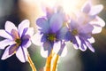 Fiolet spring flowers