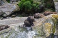 Fiordland National Park. A small group of fur seal  are resting in the green rocks and debris. New Zealand Royalty Free Stock Photo