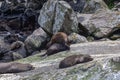 Fiordland National Park. A small group of fur seals are resting among the debris of the rocks. South Island, New Zealand Royalty Free Stock Photo