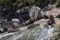 Fiordland National Park. A small group of fur seals are resting among the debris of the rocks. New Zealand Royalty Free Stock Photo