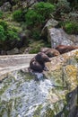 Fiordland National Park. A small herd of fur seal resting among the debris of rocks. New Zealand Royalty Free Stock Photo