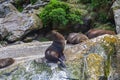 Fiordland National Park. A small herd of fur seals are resting on a huge boulder. New Zealand Royalty Free Stock Photo