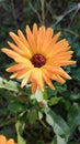 Fiori di Calendula Royalty Free Stock Photo