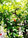 Pomegranate flowers / Fiori di Melograno Royalty Free Stock Photo