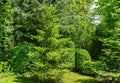 Fir Abies koreana in landscaped evergreen garden. Beautiful green korean fir with Pinus parviflora Glauca and trimmed boxwood Buxu
