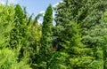 Fir Abies koreana in landscaped evergreen garden. Beautiful green korean fir with Pinus parviflora Glauca and trimmed boxwood Buxu